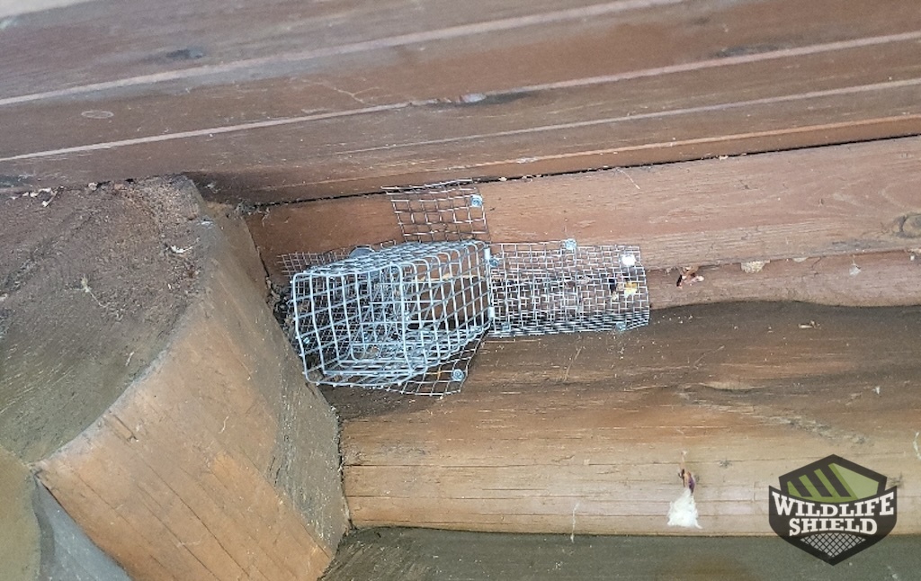 Squirrel One Way Door