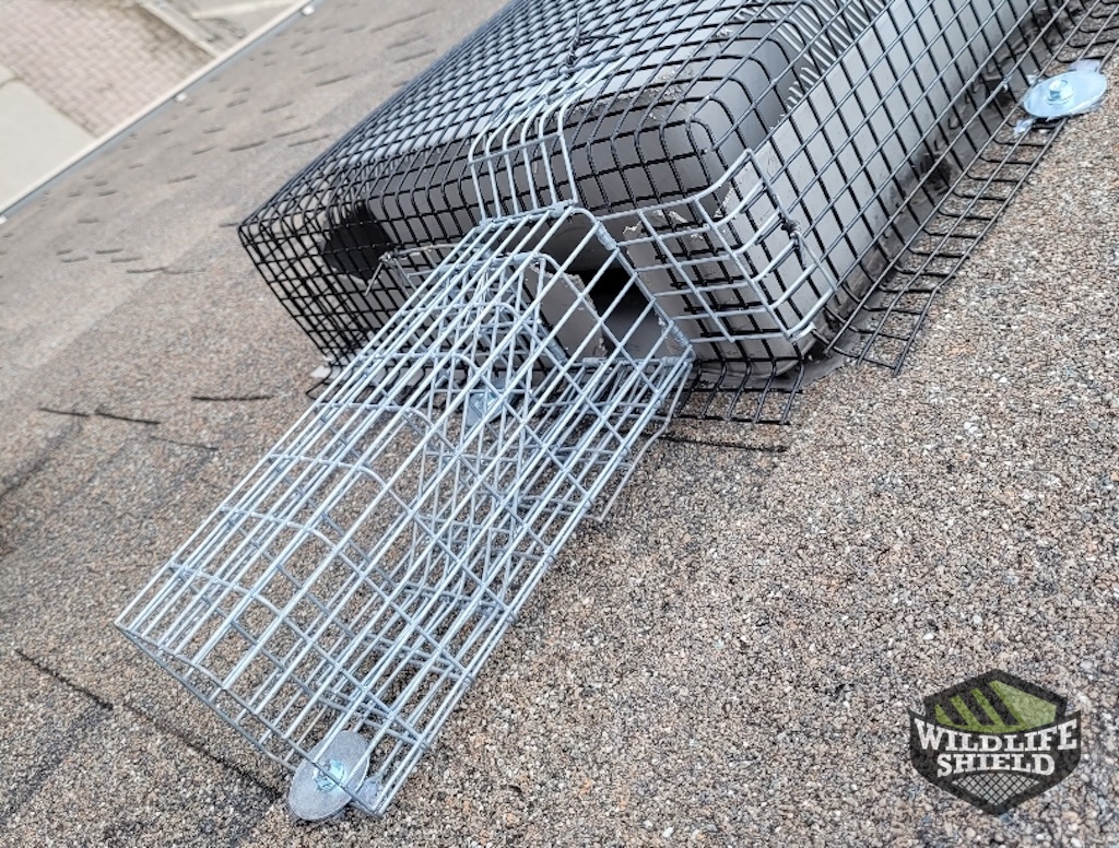 Squirrel One Way Door