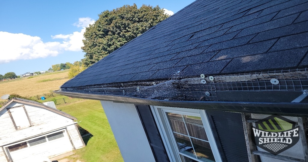 Squirrel One Way Door